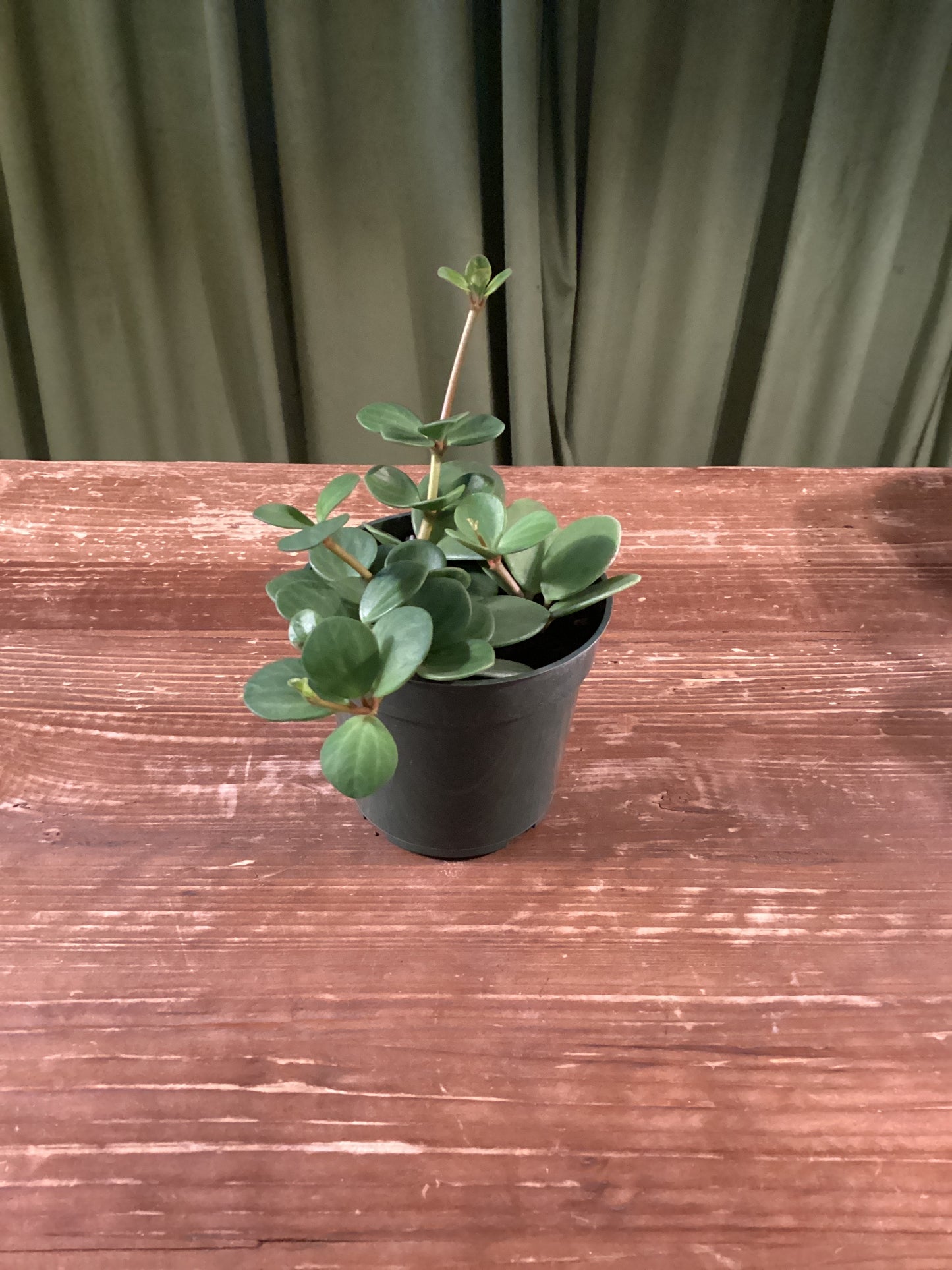 4IN foliage