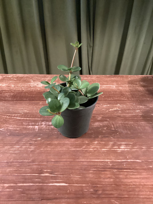 4IN foliage
