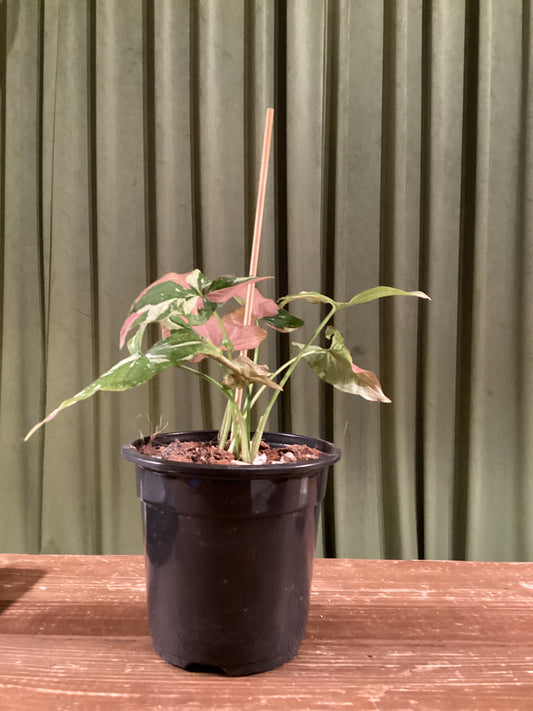 Large Syngonium Tricolor