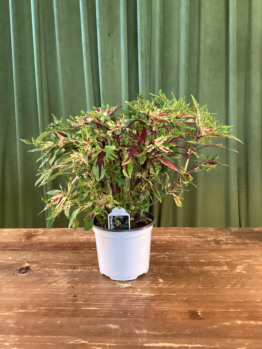 6IN Coleus