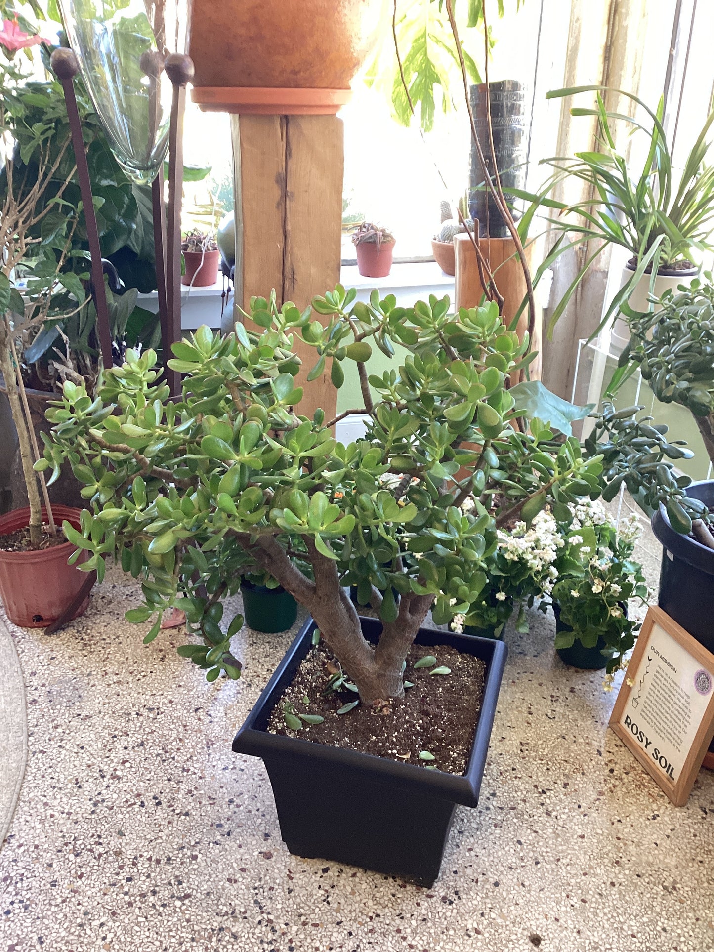 14IN Jade Stump