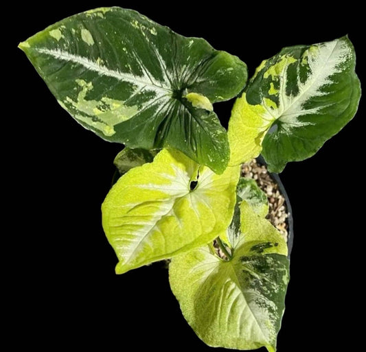 Syngonium Scrambled Eggs