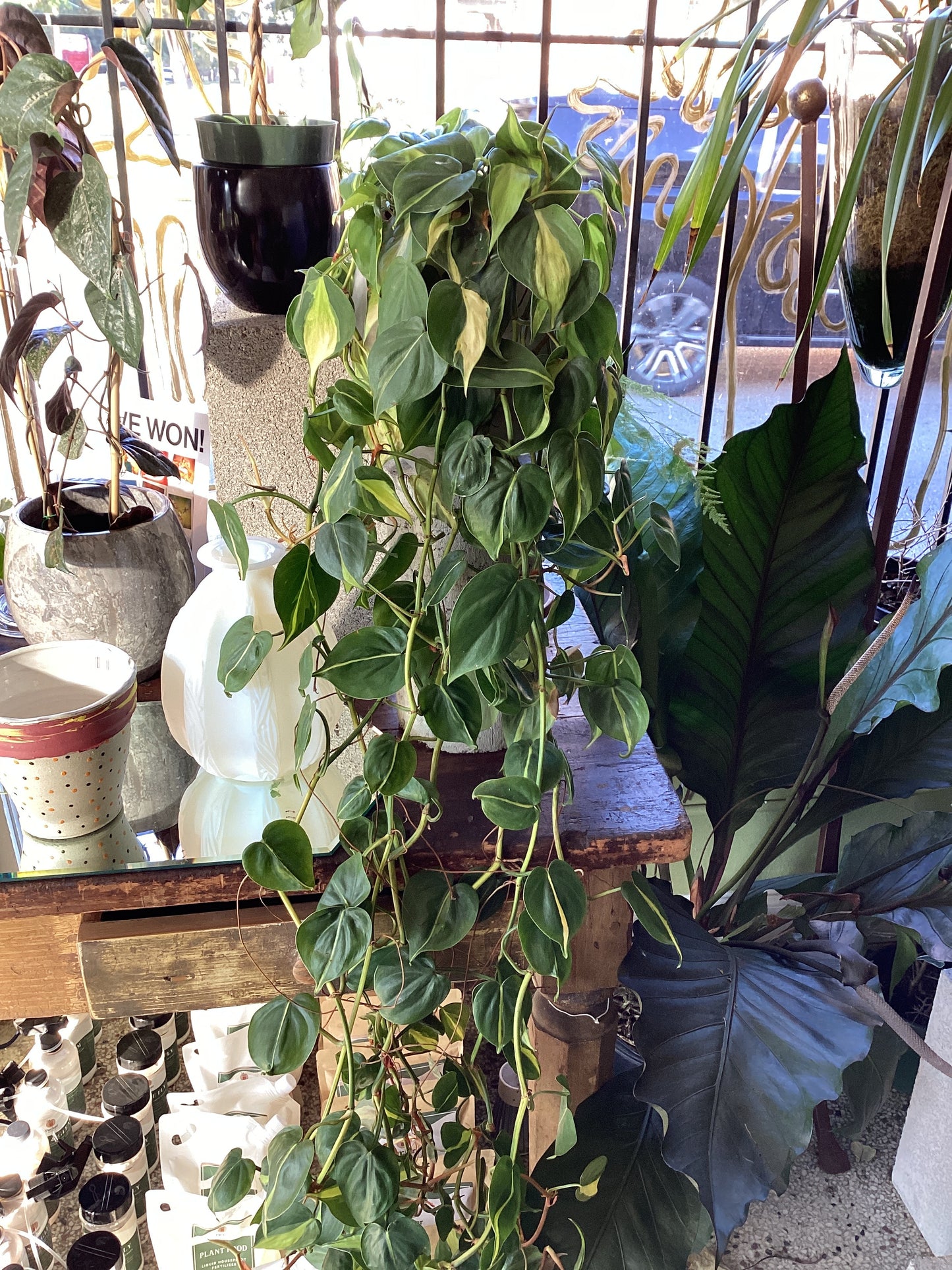 Philodendron Micans