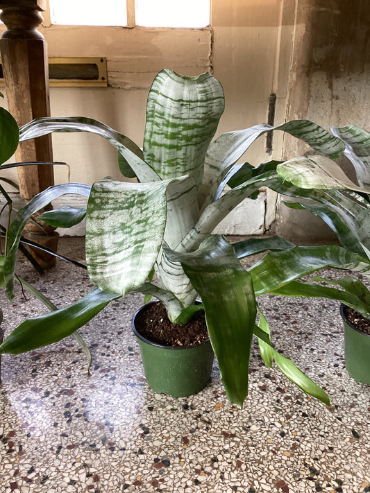 6IN Aechmea Fasciata