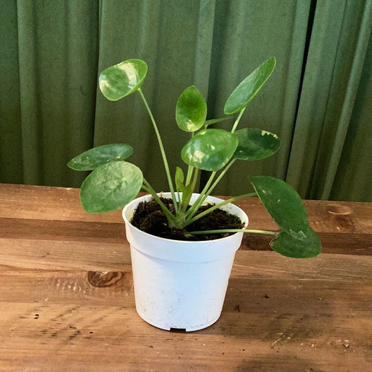 4IN Pilea Peperomoides