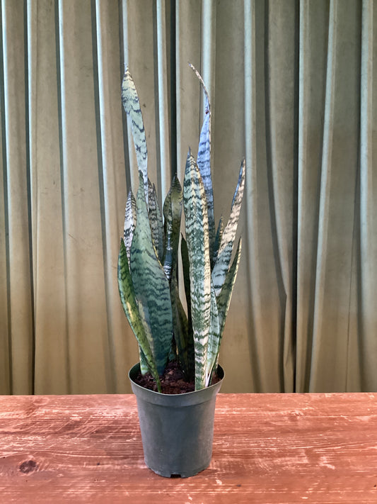 6IN Snake Plant