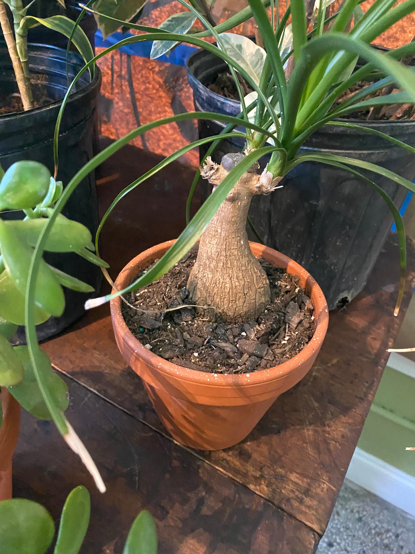 Ponytail Palm 6”