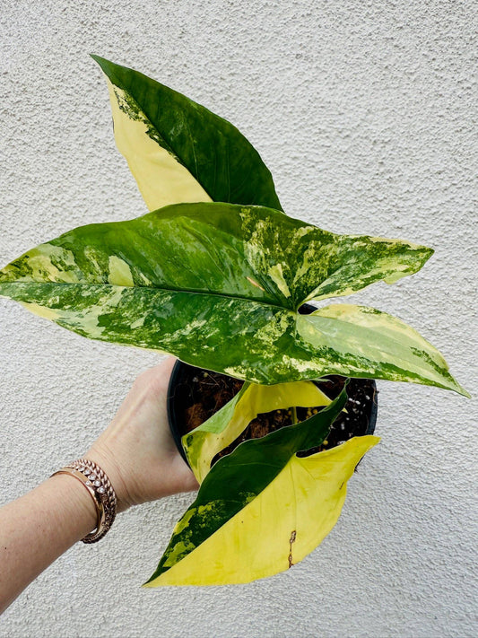 Syngonium Aurea