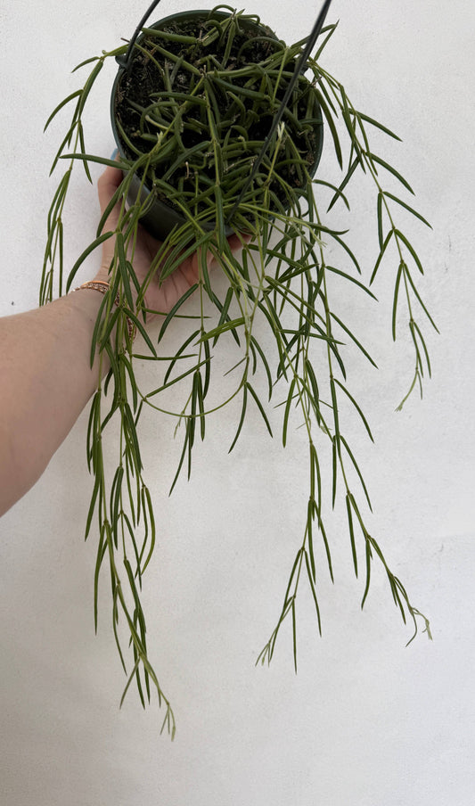 Hoya Linearis