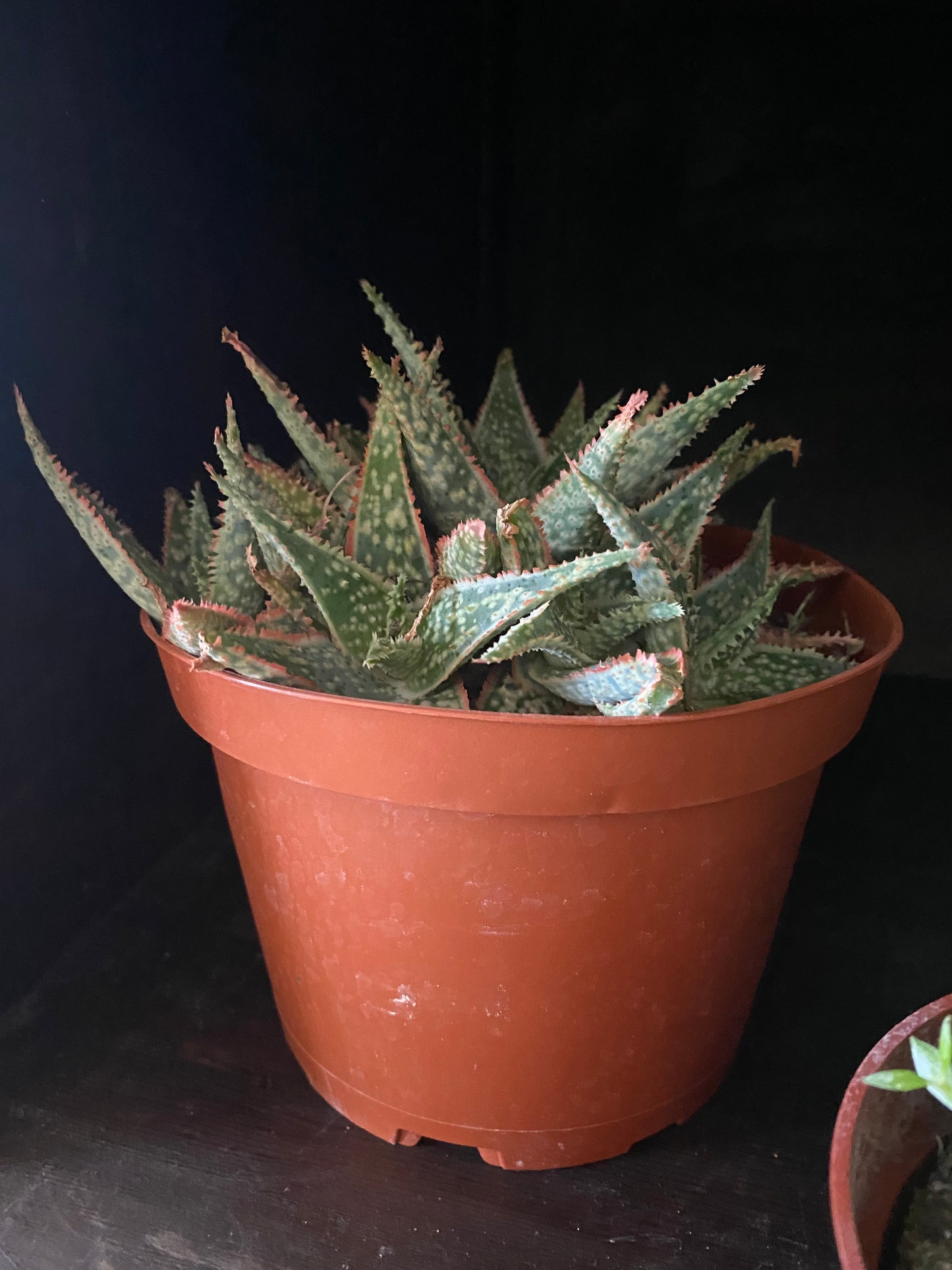 Christmas Carol Aloe