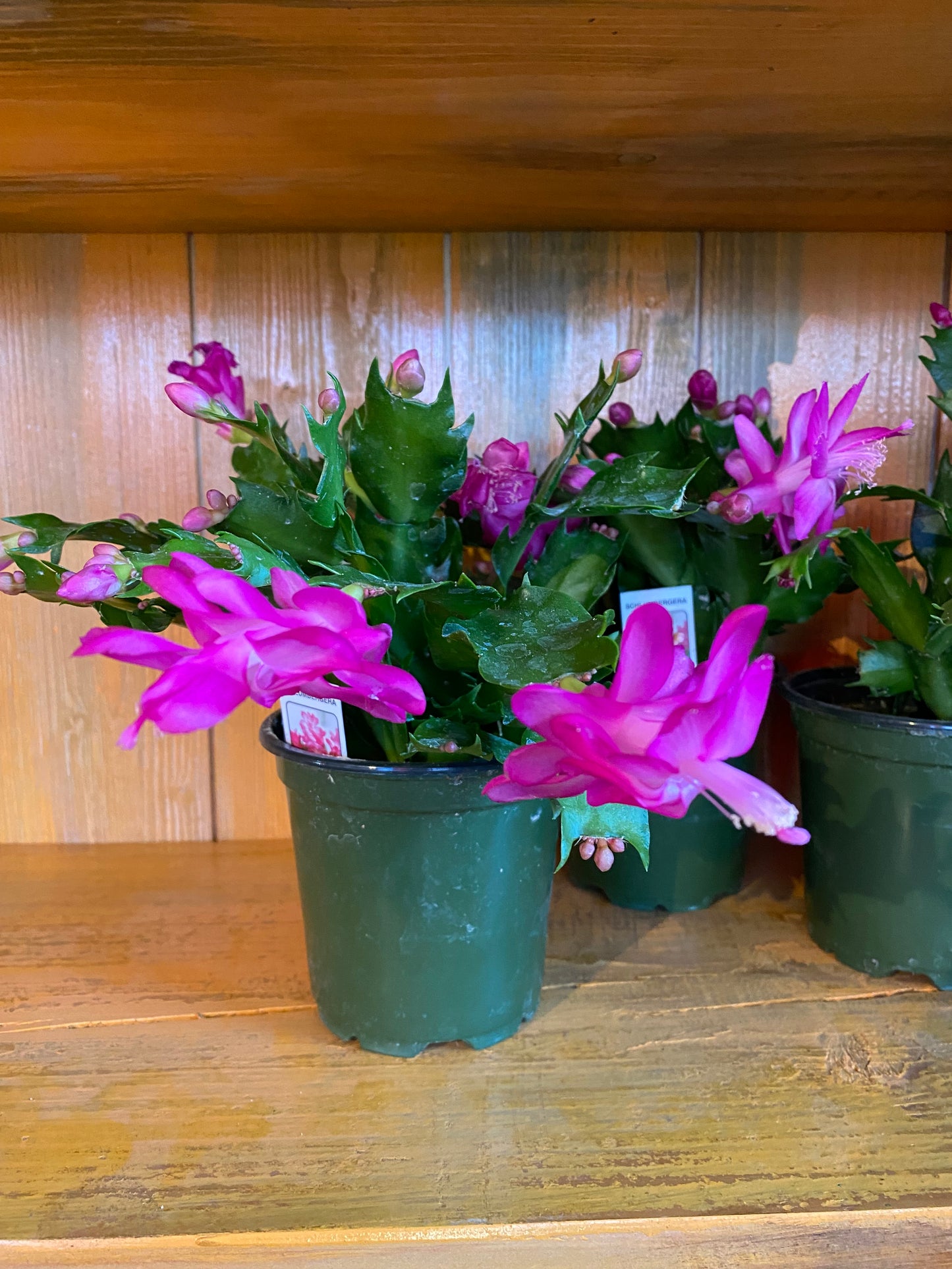 Christmas Cactus 4” - Schlumbergera