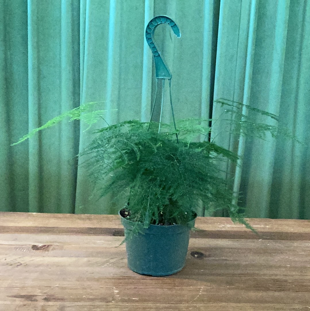 Plumosa fern