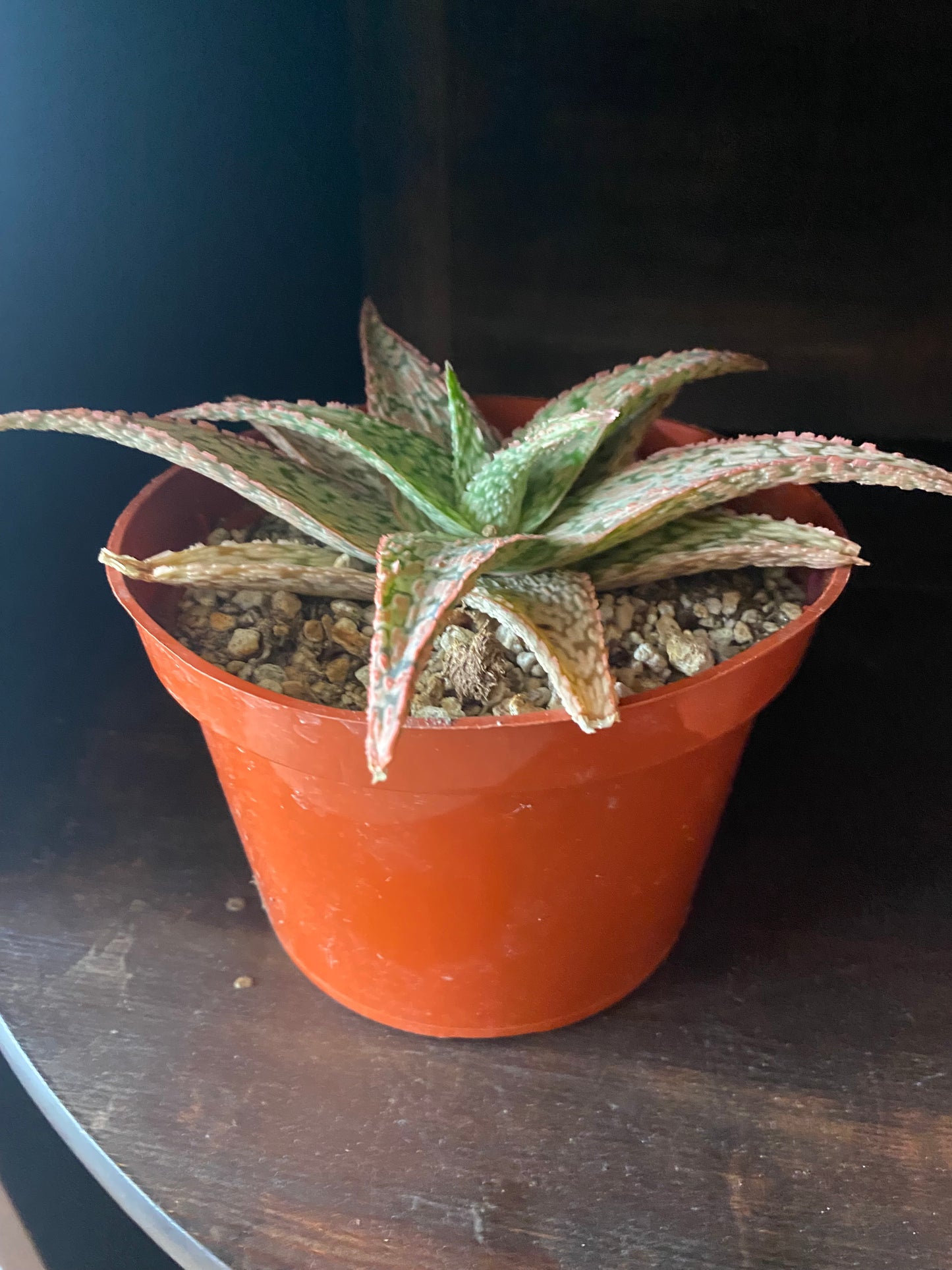 Christmas Carol Aloe