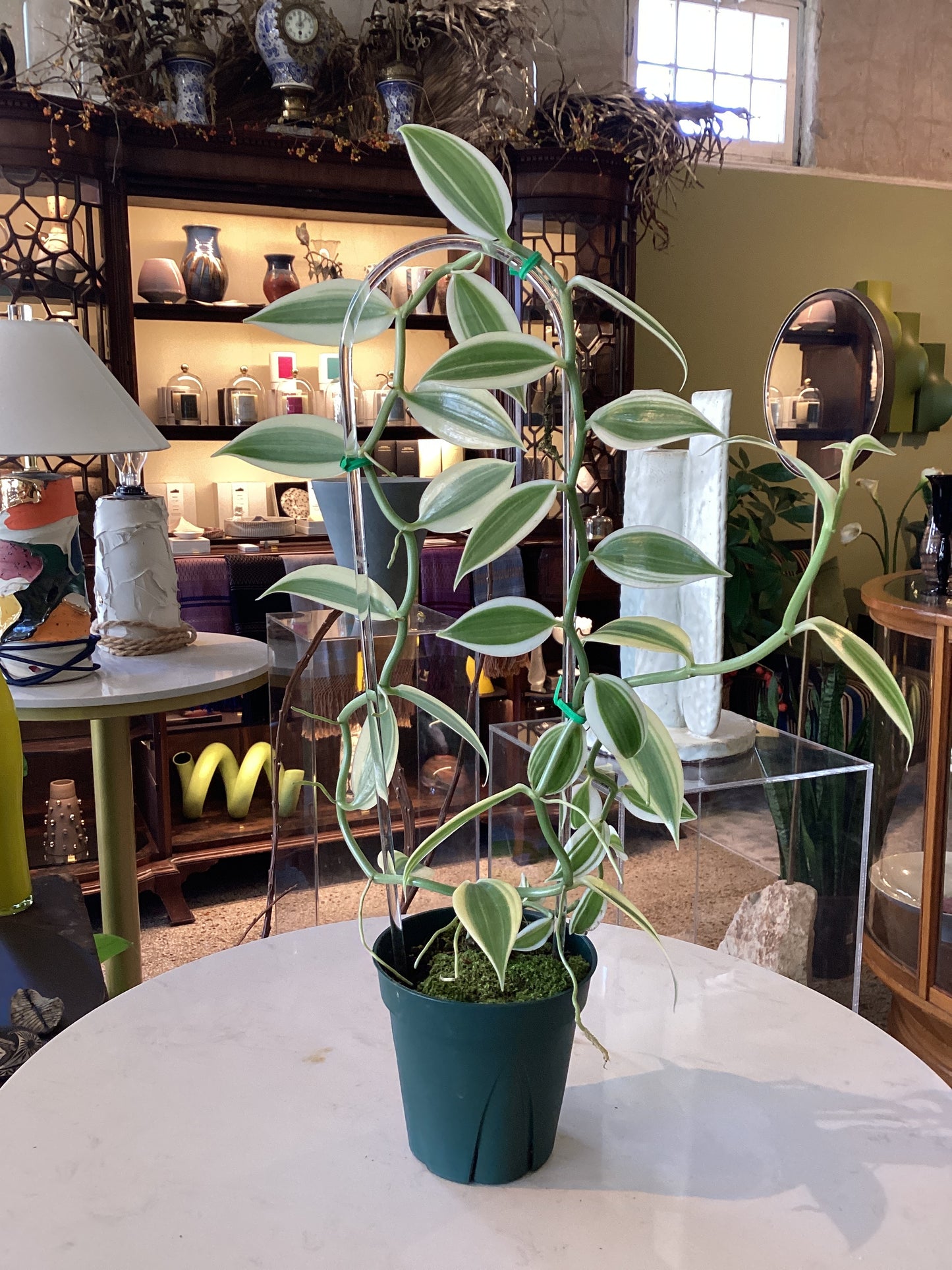 6IN Vanilla Albo Margi