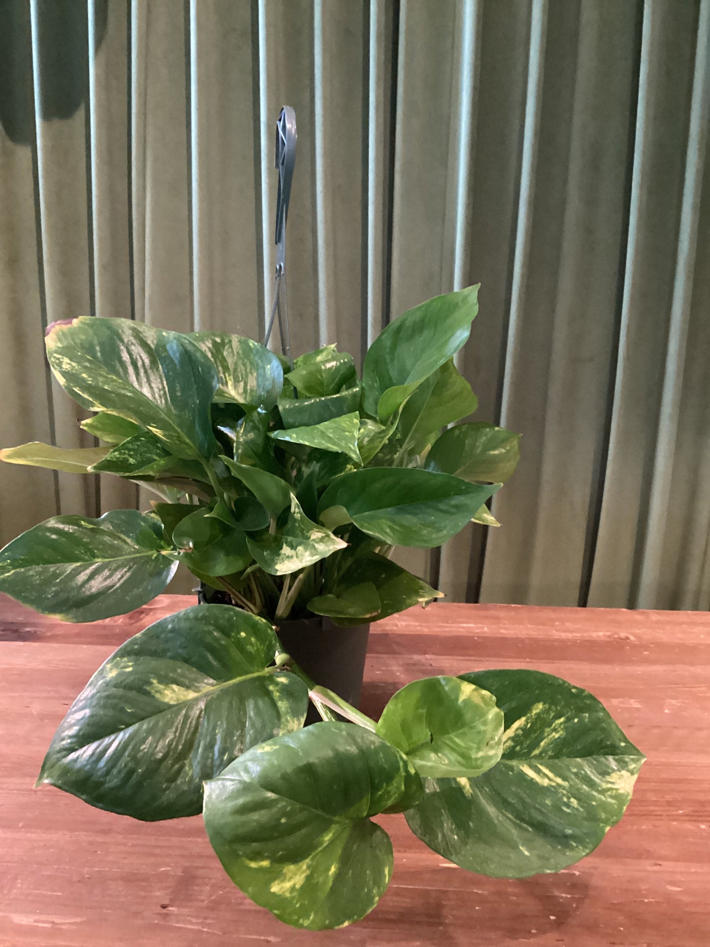 6In Pothos Ivy