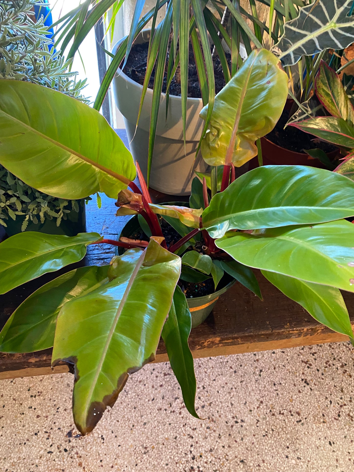 Philodendron Prince of Orange 1’