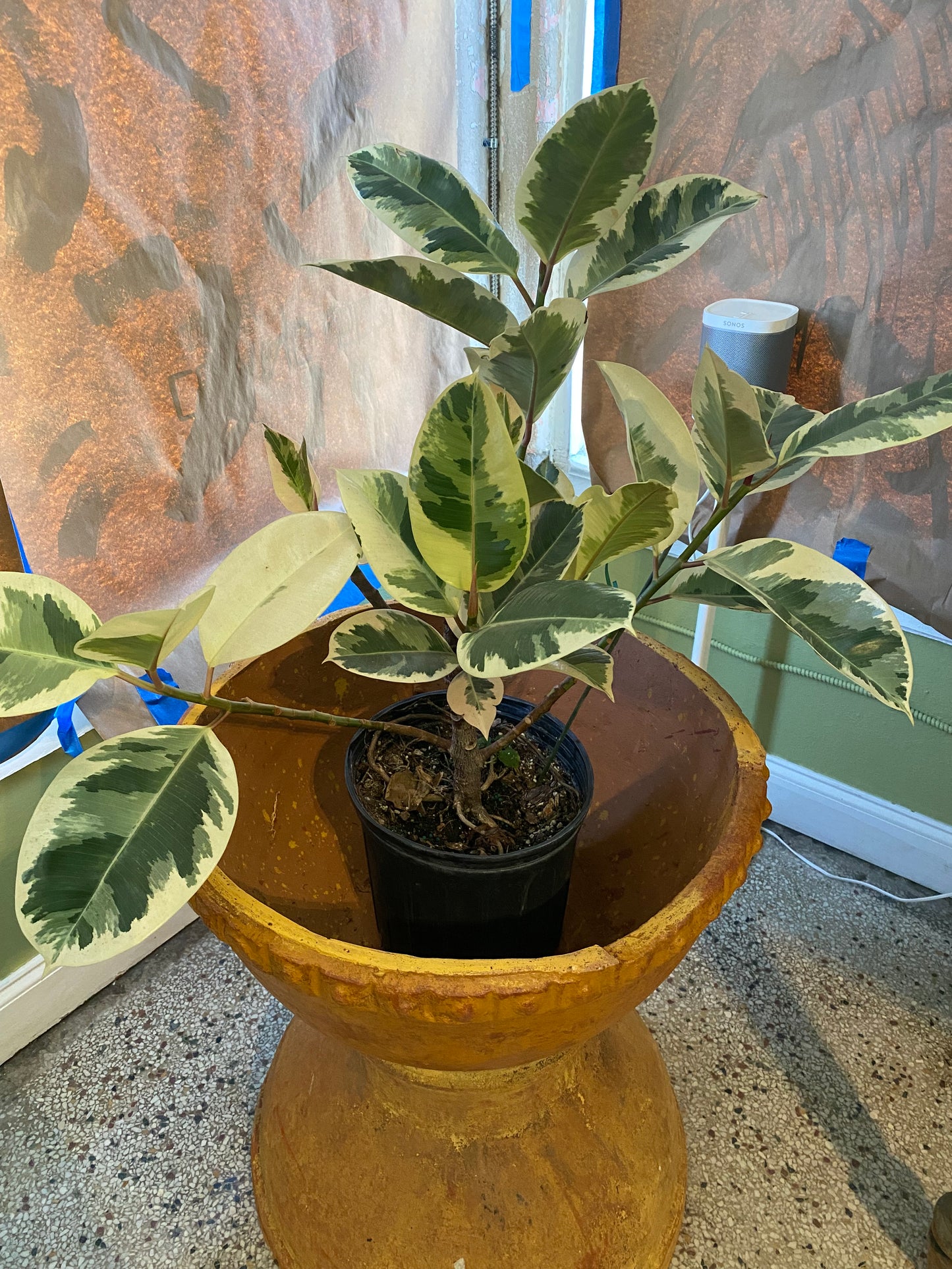 Large Rubber Plant - variegated