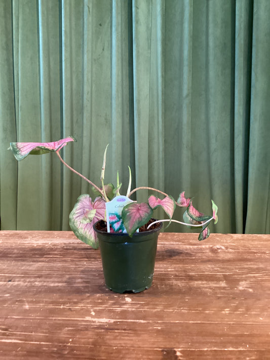 Caladium 4IN
