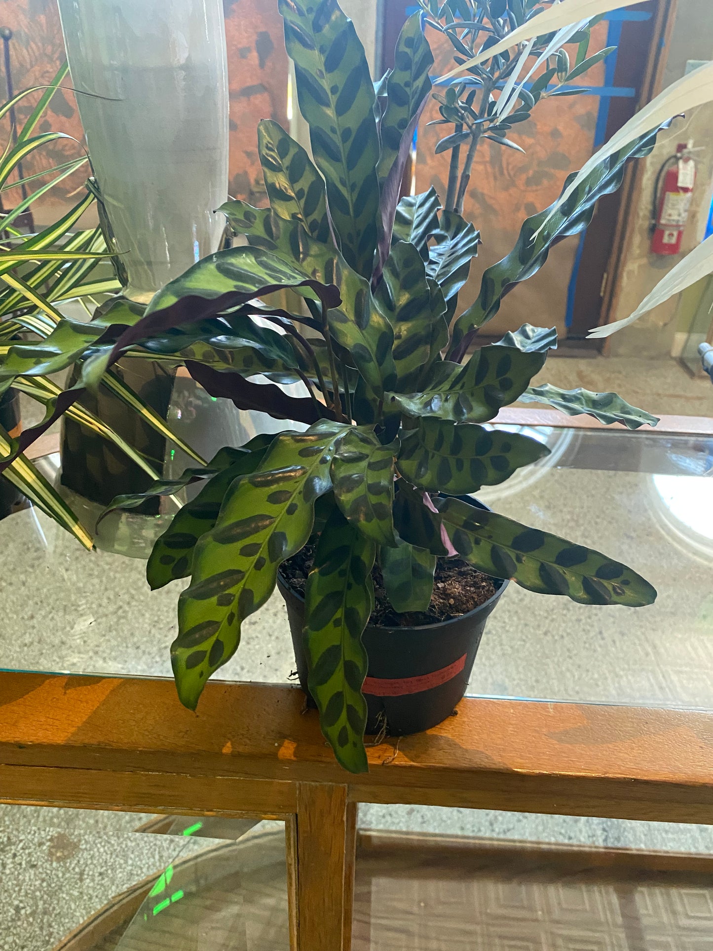 Calathea Lancifolia 10”