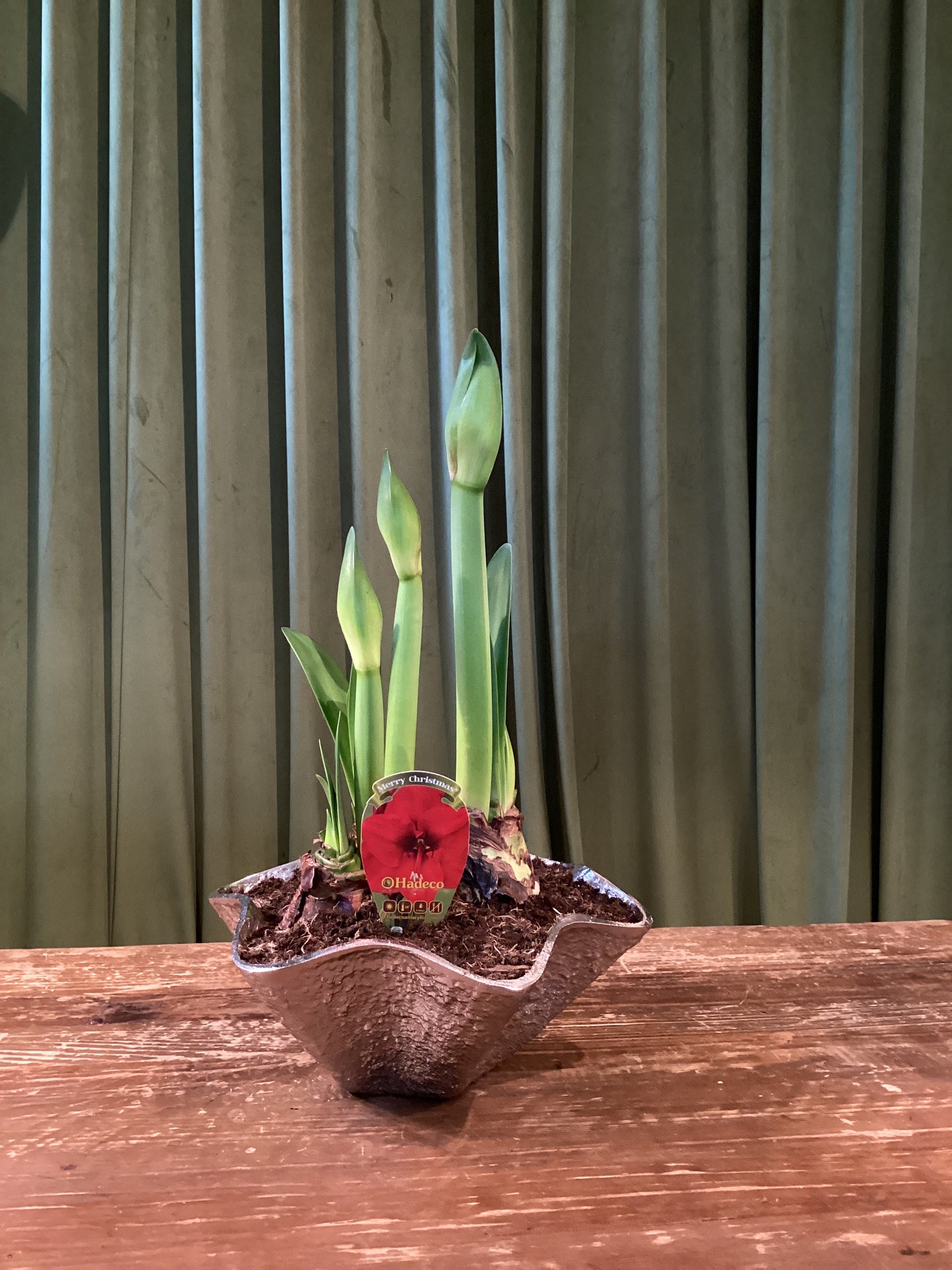 6In Amaryllis in silver vase