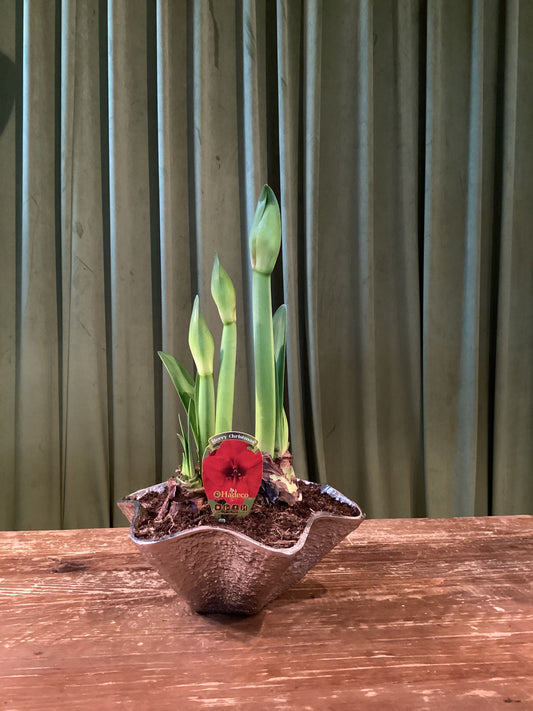 6In Amaryllis in silver vase