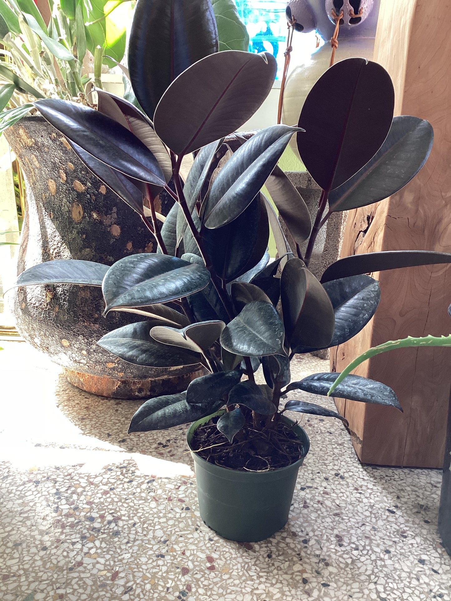 6IN Ficus Rubber