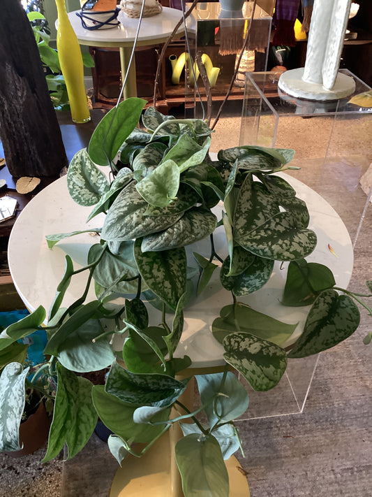 6IN Picta Satin Pothos