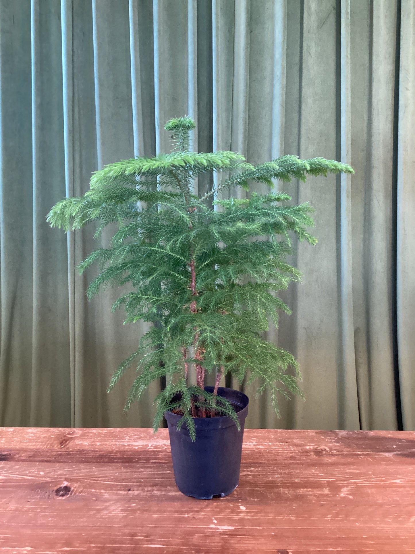 6IN Norfolk Pine