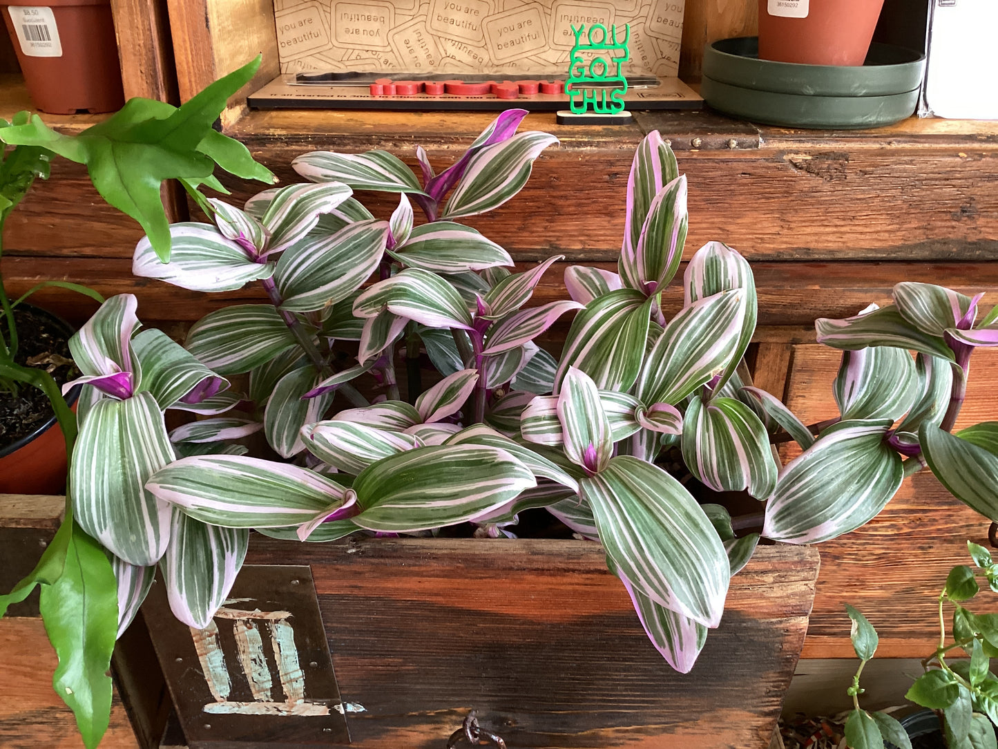 6IN Tradescantia