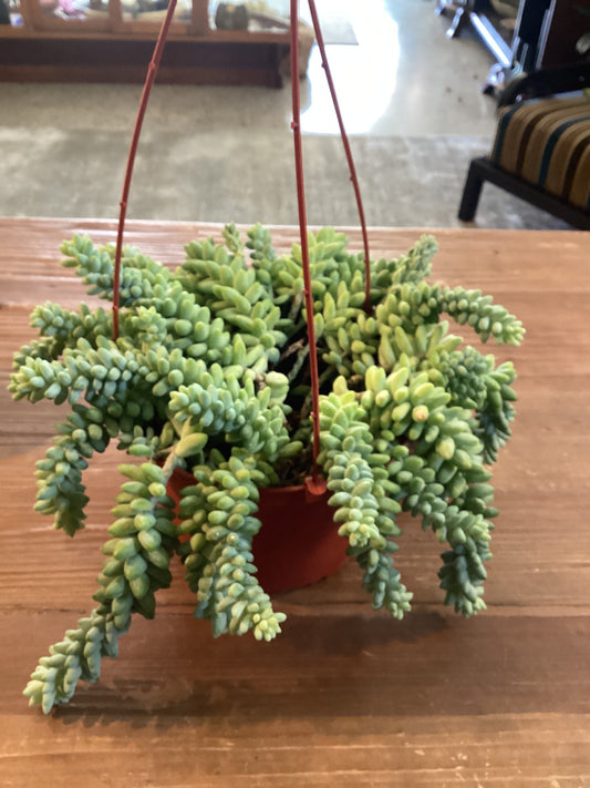 Burro’s Tail