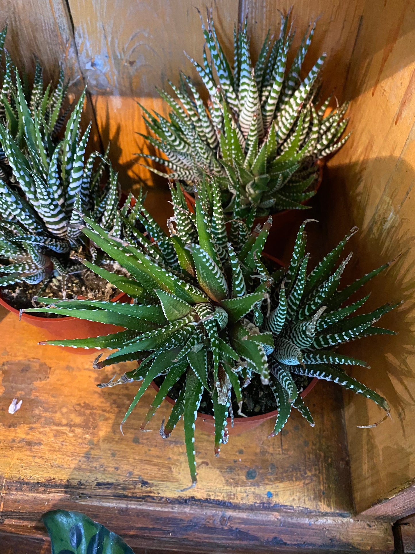 Haworthia Succulent 4”