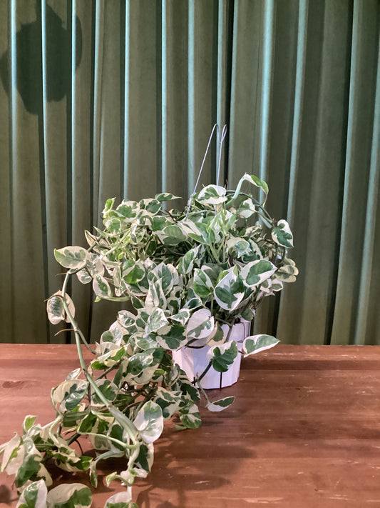 6in N’Joy Pothos Ivy