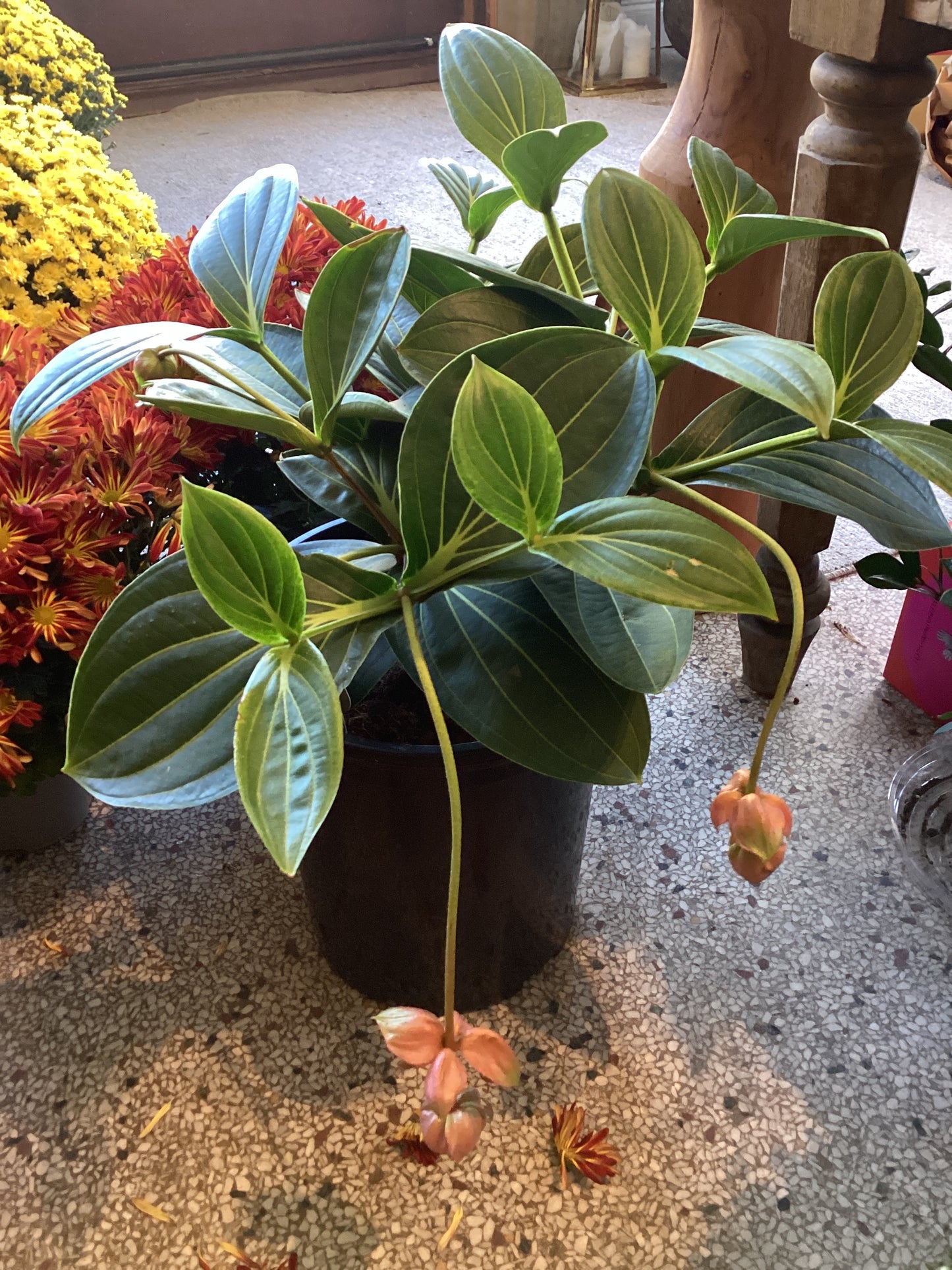 8IN Medinella Magnifica