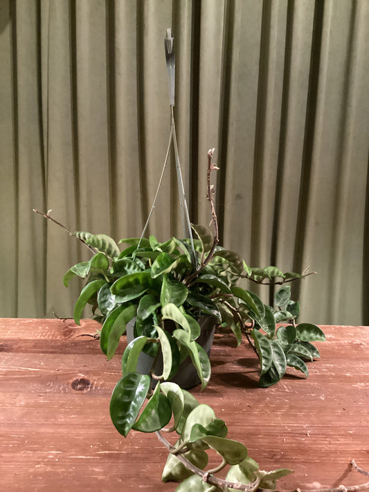 Hoya Krinkle