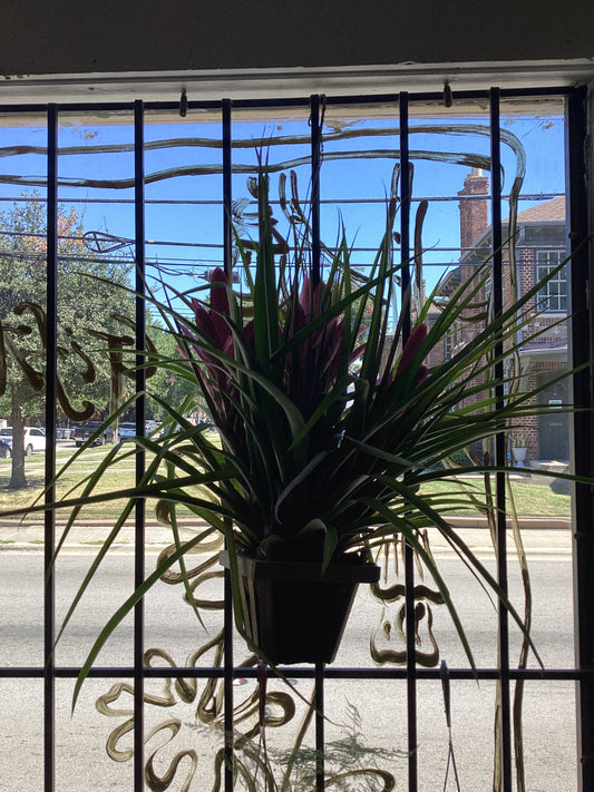 7IN Tillandsia Antonio