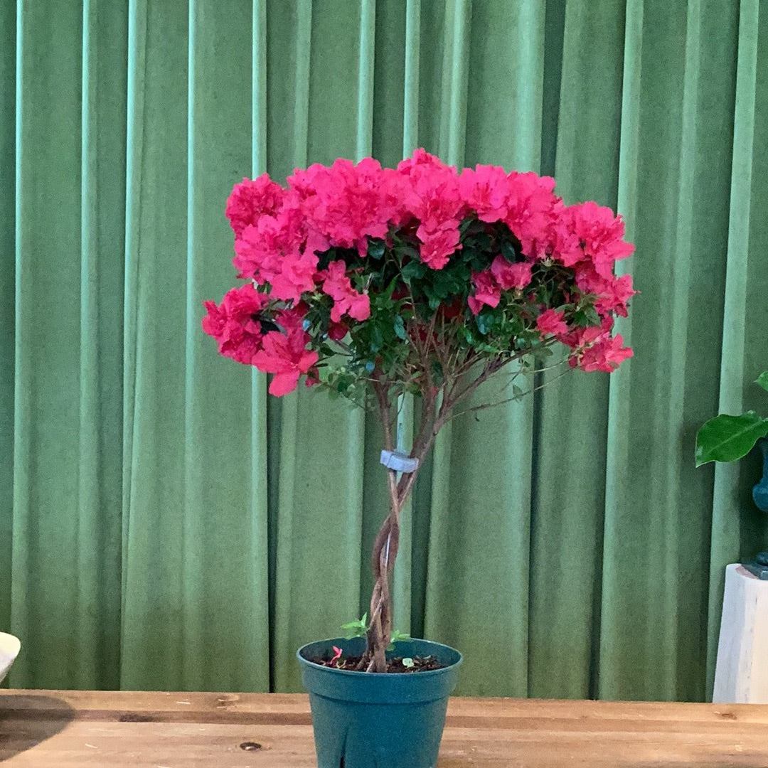 Azalea Tree