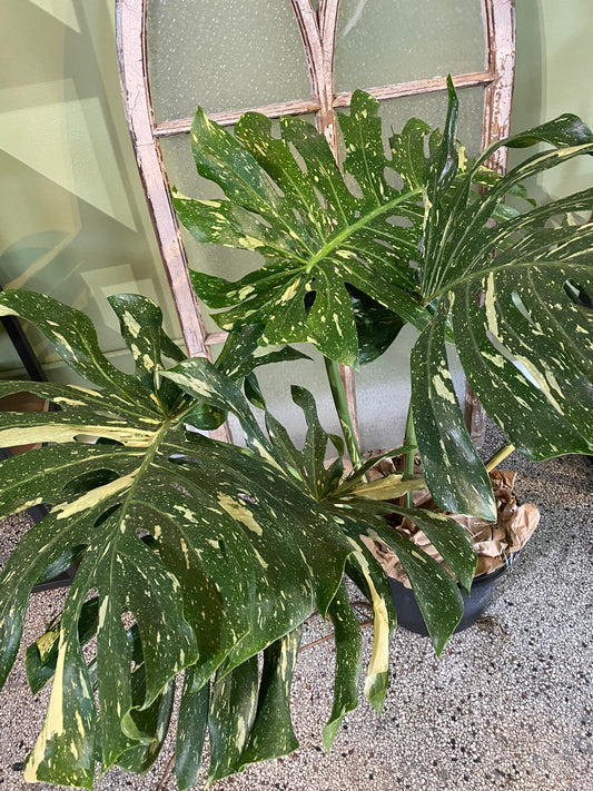 Thai Constellation Monstera