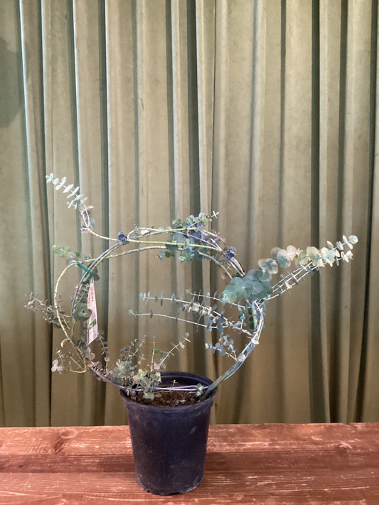 Eucalyptus Wreath