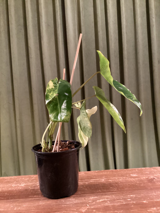 Rare Variegated Burle Marx