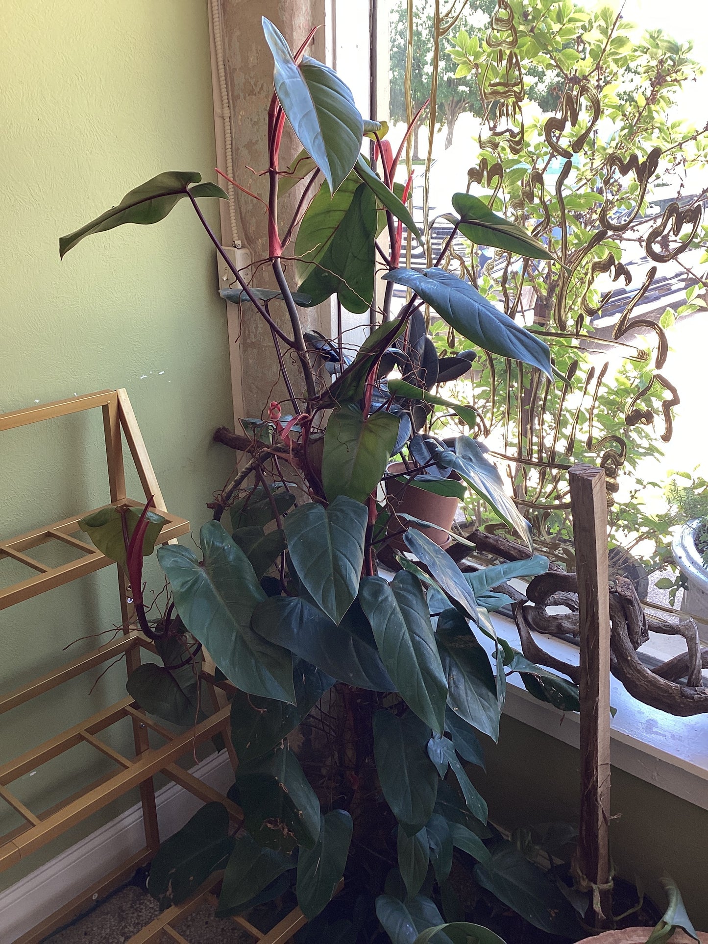 10IN Red Emerald Philodendron