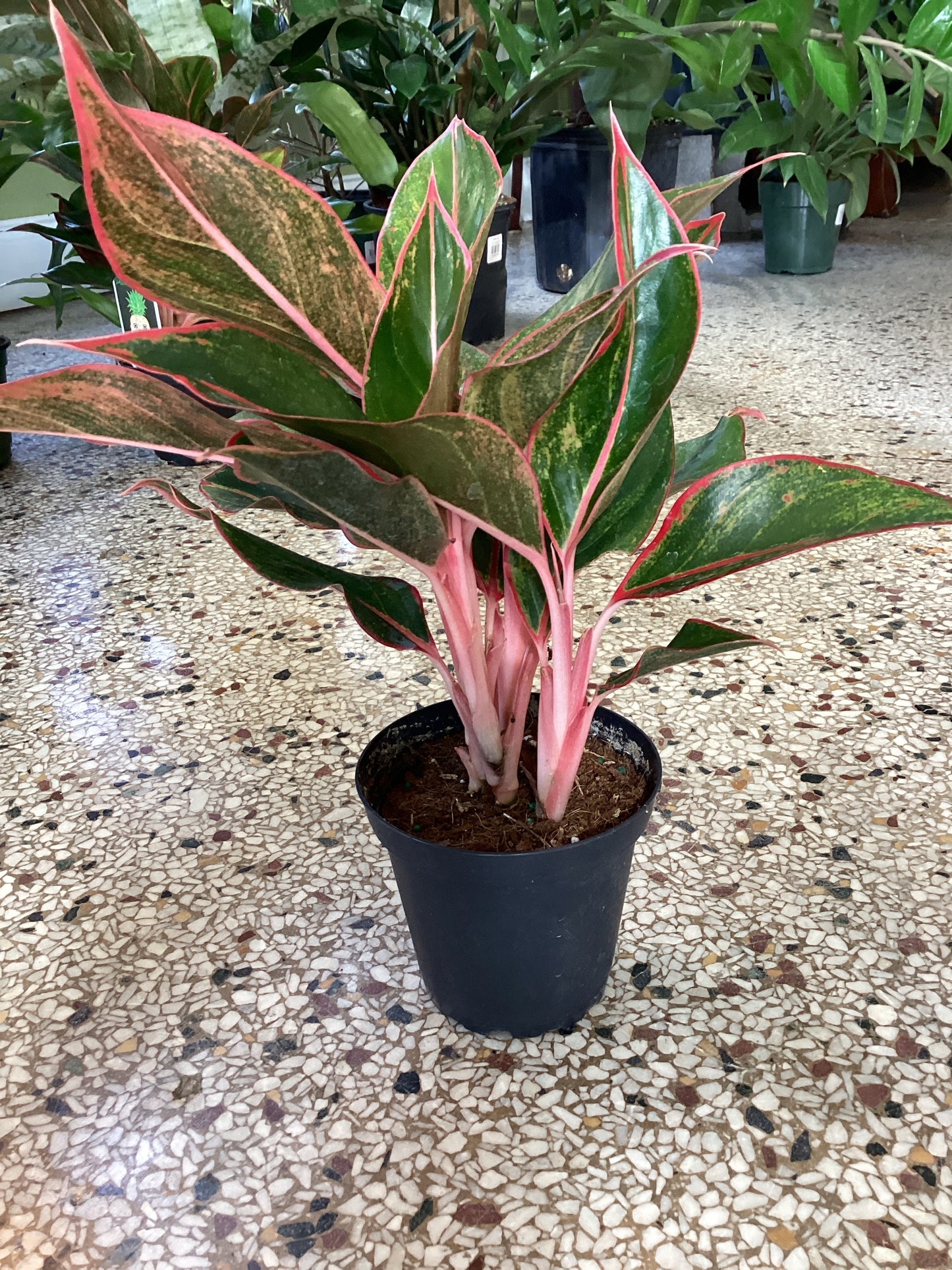 5IN Aglaonema