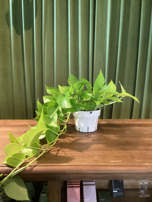 6in Neon Pothos