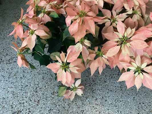 Pink Poinsettia