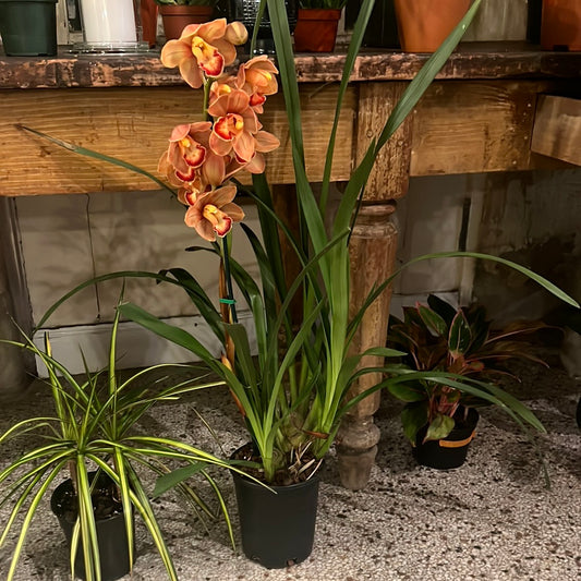 Orchids - Cymbidium