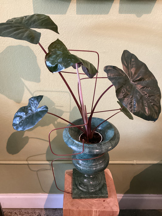 4IN Alocasia