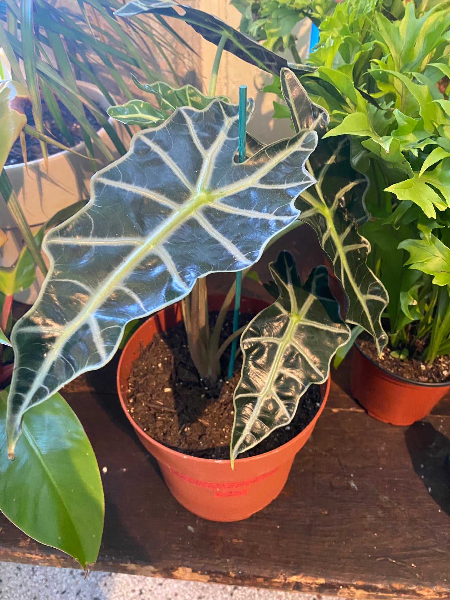 Alocasia 1’