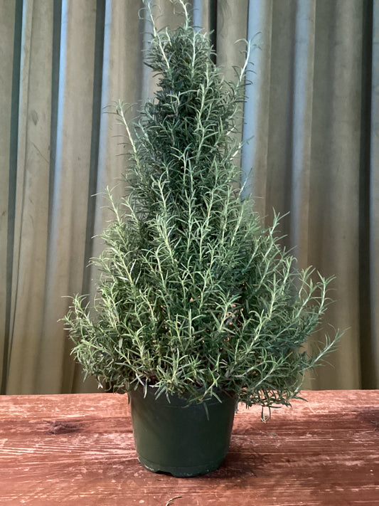 6IN Rosemary Tree
