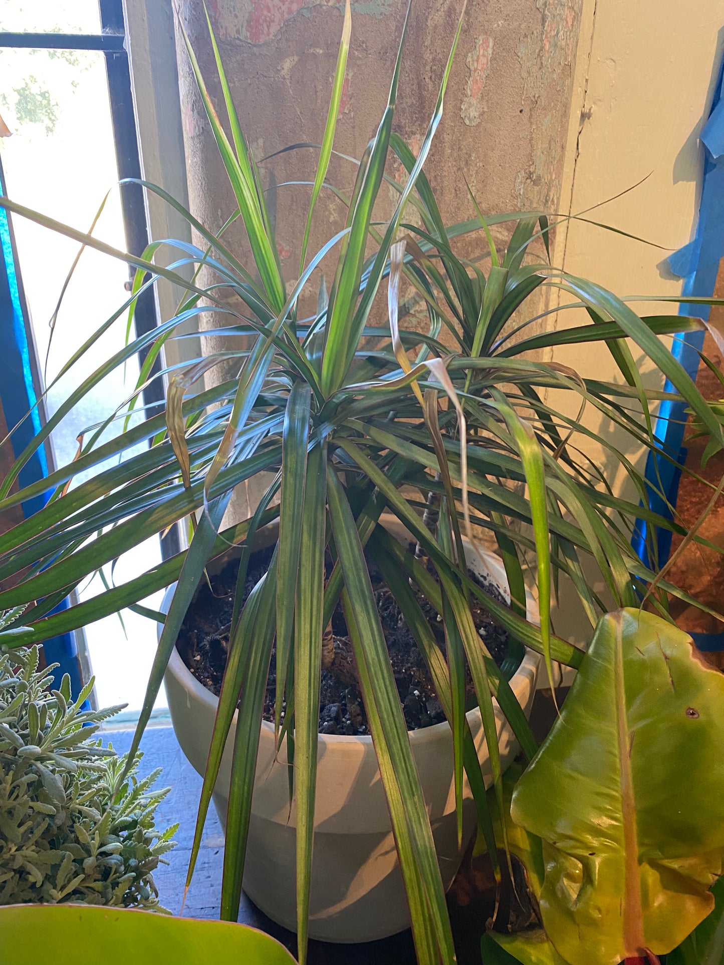 Dracena 16”