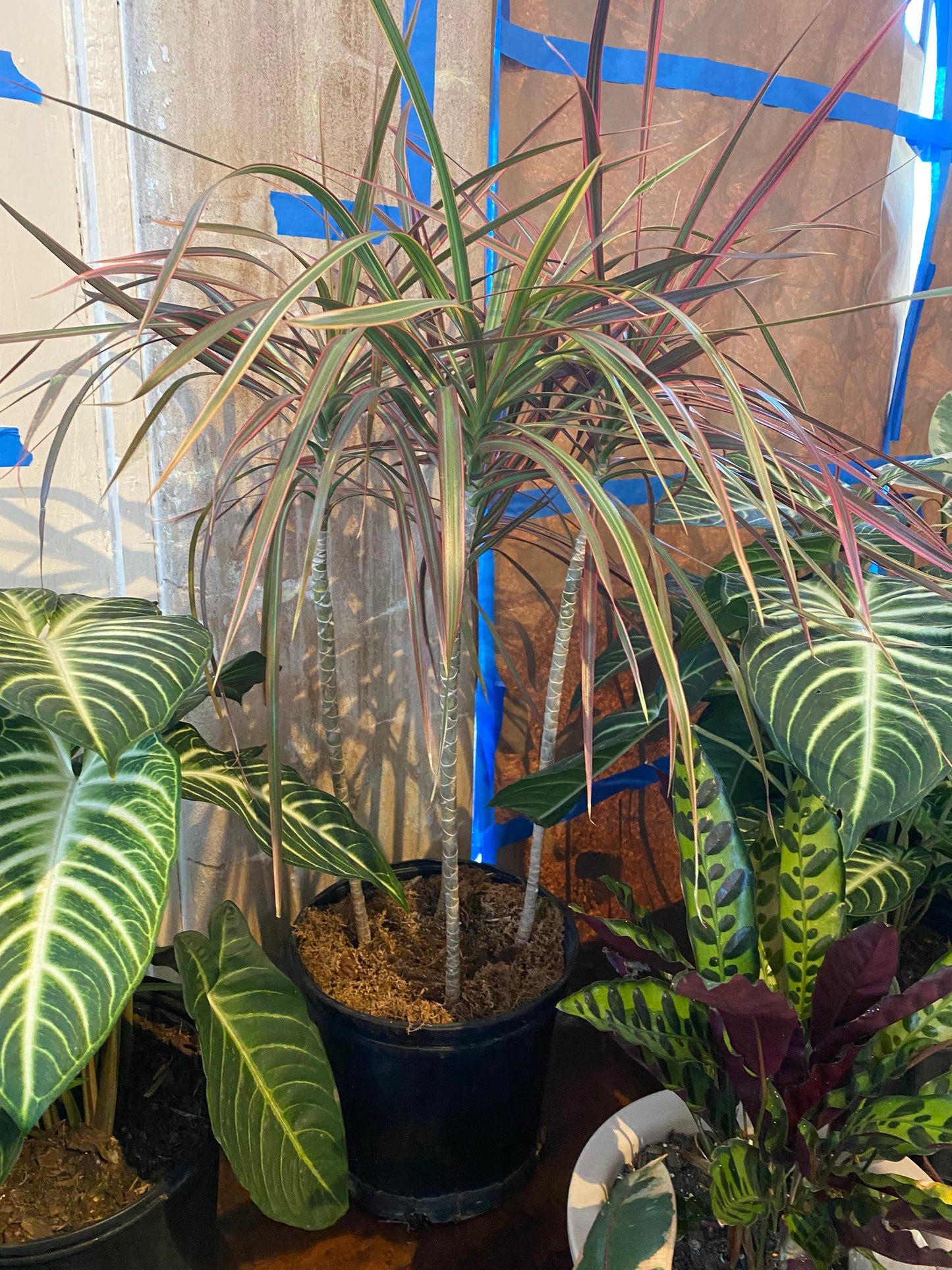 Dracena bicolor 2’