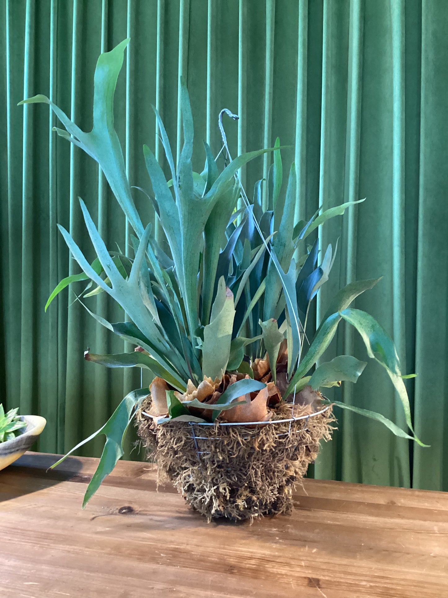 Staghorn Fern